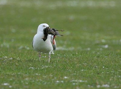 BUITEN BEELD Foto: 56352