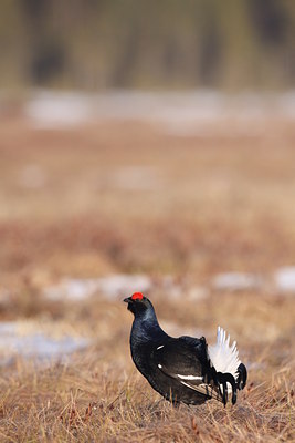 BUITEN BEELD Foto: 56400