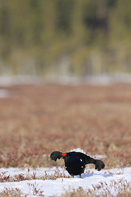 BUITEN BEELD Foto: 56402