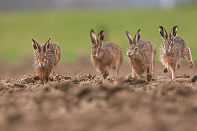BUITEN BEELD Foto: 56480