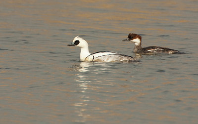BUITEN BEELD Foto: 56492