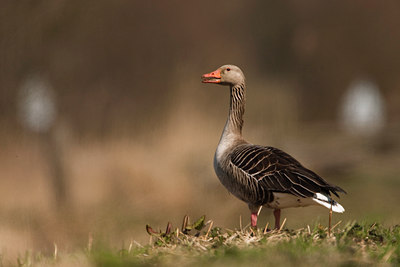 BUITEN BEELD Foto: 56500