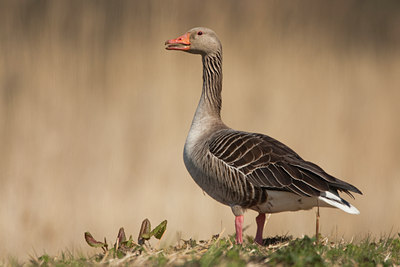 BUITEN BEELD Foto: 56501