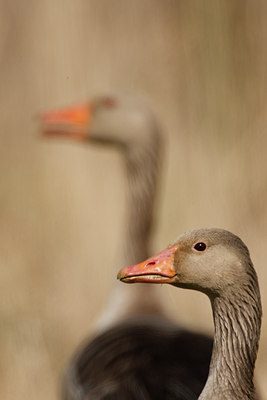 BUITEN BEELD Foto: 56503