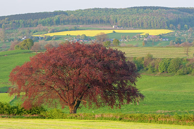 BUITEN BEELD Foto: 56527