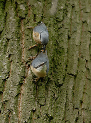 BUITEN BEELD Foto: 56537