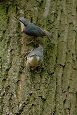 BUITEN BEELD Foto: 56538