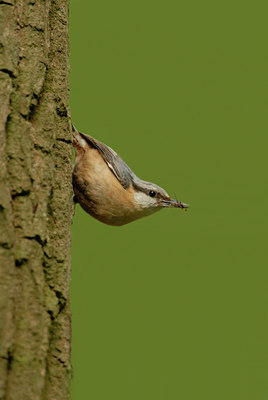 BUITEN BEELD Foto: 56539