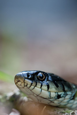BUITEN BEELD Foto: 56540