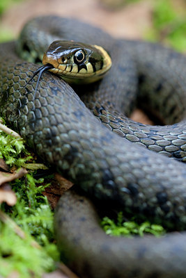 BUITEN BEELD Foto: 56578