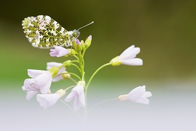 BUITEN BEELD Foto: 56600