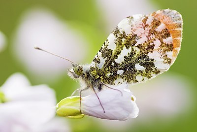BUITEN BEELD Foto: 56602