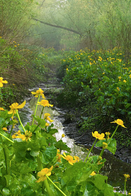 BUITEN BEELD Foto: 56628