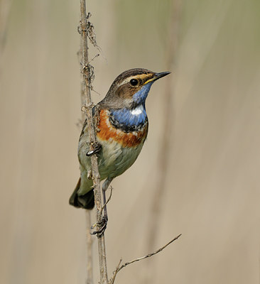 BUITEN BEELD Foto: 56636
