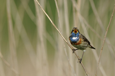 BUITEN BEELD Foto: 56642