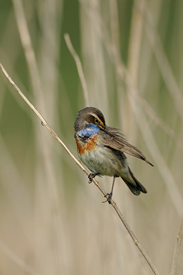 BUITEN BEELD Foto: 56643