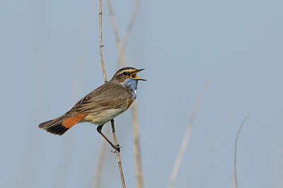 BUITEN BEELD Foto: 56644