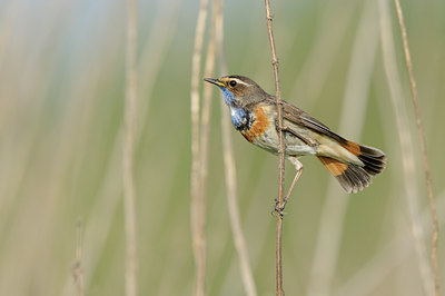 BUITEN BEELD Foto: 56645
