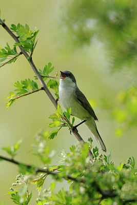 BUITEN BEELD Foto: 56650