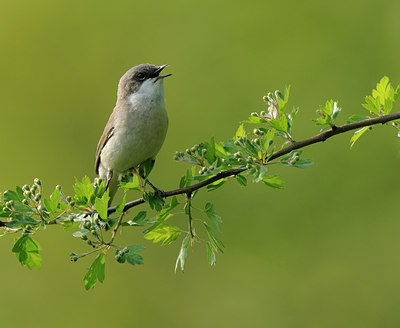BUITEN BEELD Foto: 56654