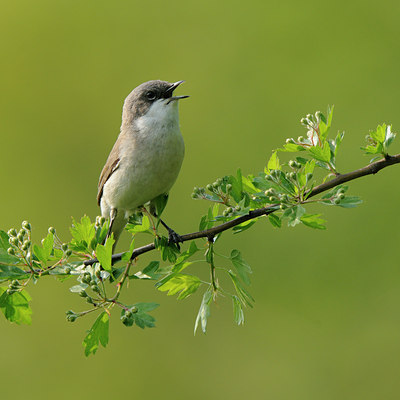 BUITEN BEELD Foto: 56656