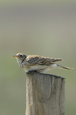 BUITEN BEELD Foto: 56663