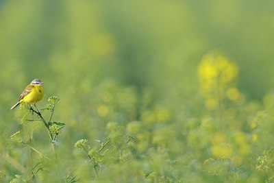 BUITEN BEELD Foto: 56665