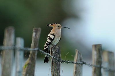 BUITEN BEELD Foto: 56677