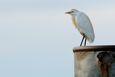 BUITEN BEELD Foto: 56679