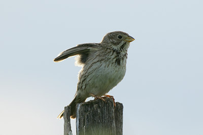 BUITEN BEELD Foto: 56681
