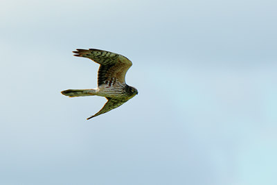 BUITEN BEELD Foto: 56683