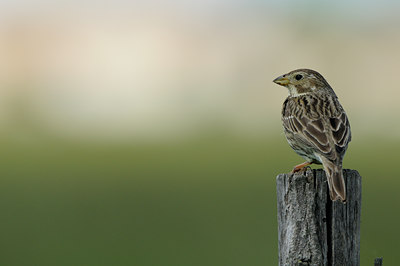 BUITEN BEELD Foto: 56684
