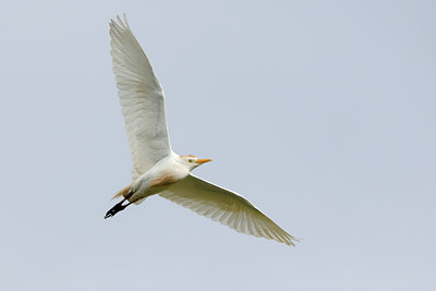 BUITEN BEELD Foto: 56686