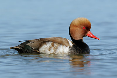 BUITEN BEELD Foto: 56692