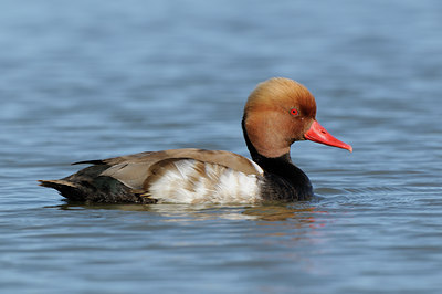 BUITEN BEELD Foto: 56693