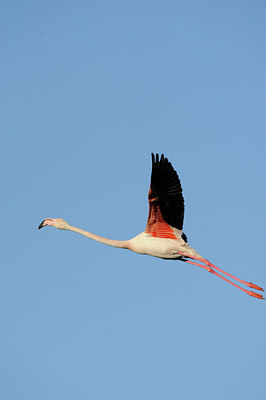 BUITEN BEELD Foto: 56697