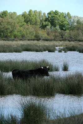 BUITEN BEELD Foto: 56708