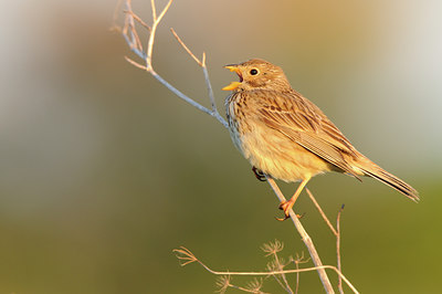 BUITEN BEELD Foto: 56712