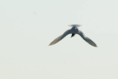 BUITEN BEELD Foto: 56713