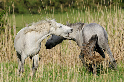 BUITEN BEELD Foto: 56715