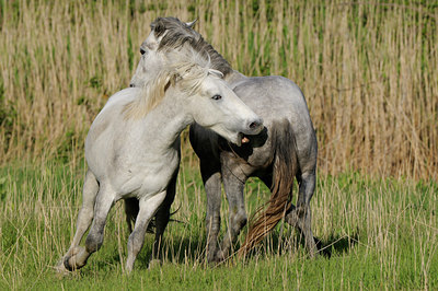 BUITEN BEELD Foto: 56716