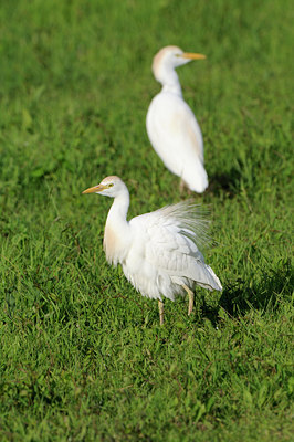 BUITEN BEELD Foto: 56719