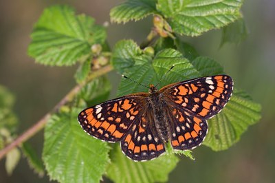 BUITEN BEELD Foto: 56738