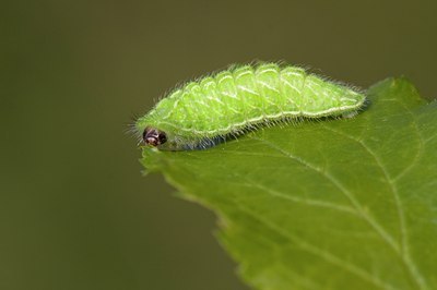 BUITEN BEELD Foto: 56745