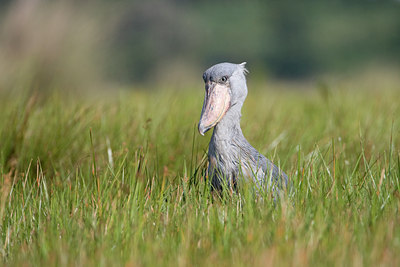 BUITEN BEELD Foto: 56781