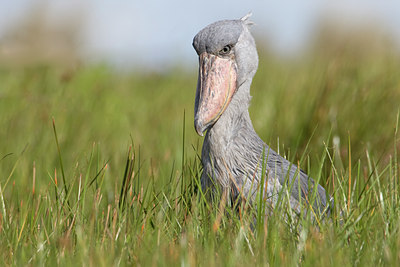 BUITEN BEELD Foto: 56782