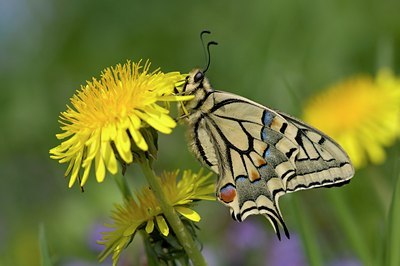 BUITEN BEELD Foto: 56785