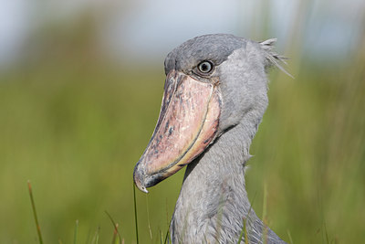 BUITEN BEELD Foto: 56786