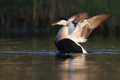 BUITEN BEELD Foto: 56787