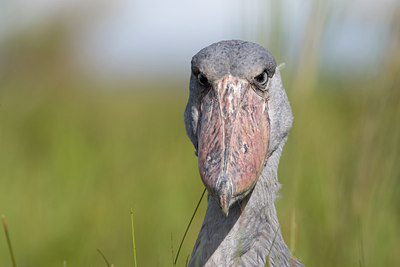 BUITEN BEELD Foto: 56788